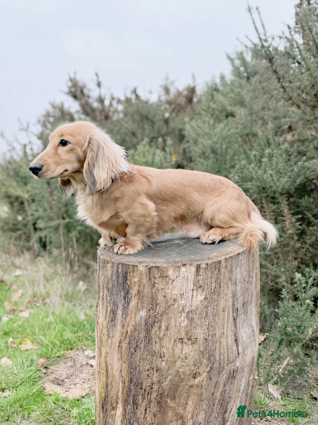 Miniature Dachshund dogs for stud: ✨Shaded Cream Miniature Dachshund✨ - Advert 4