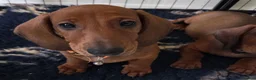 Dachshund dogs for sale:  kc registered standard smooths - Advert 4