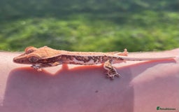 Gecko reptiles for sale: Crests geckos ford sale  - Image 3