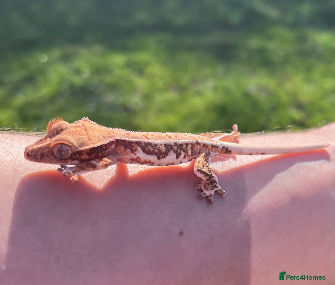 Gecko reptiles for sale: Crests geckos ford sale  - Image 3