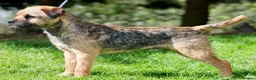Border Terrier dogs for sale: Border Terrier Male Puppies  - Advert 7