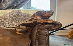 Dachshund dogs for sale: Miniatu Dachshund Puppies  - Image 2