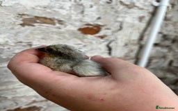 Chickens poultry for sale: Pekin bantam chicks  - Image 1