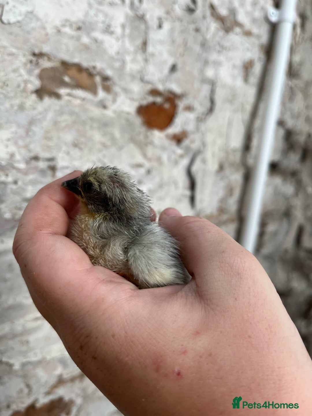 Chickens poultry for sale: Pekin bantam chicks  - Image 1
