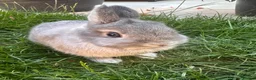 Netherland Dwarf rabbits for sale: Netherland Dwarf Rabbits For Sale - Advert 9