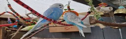 Budgerigars birds for sale: 2x blue budgies available  - Advert 7