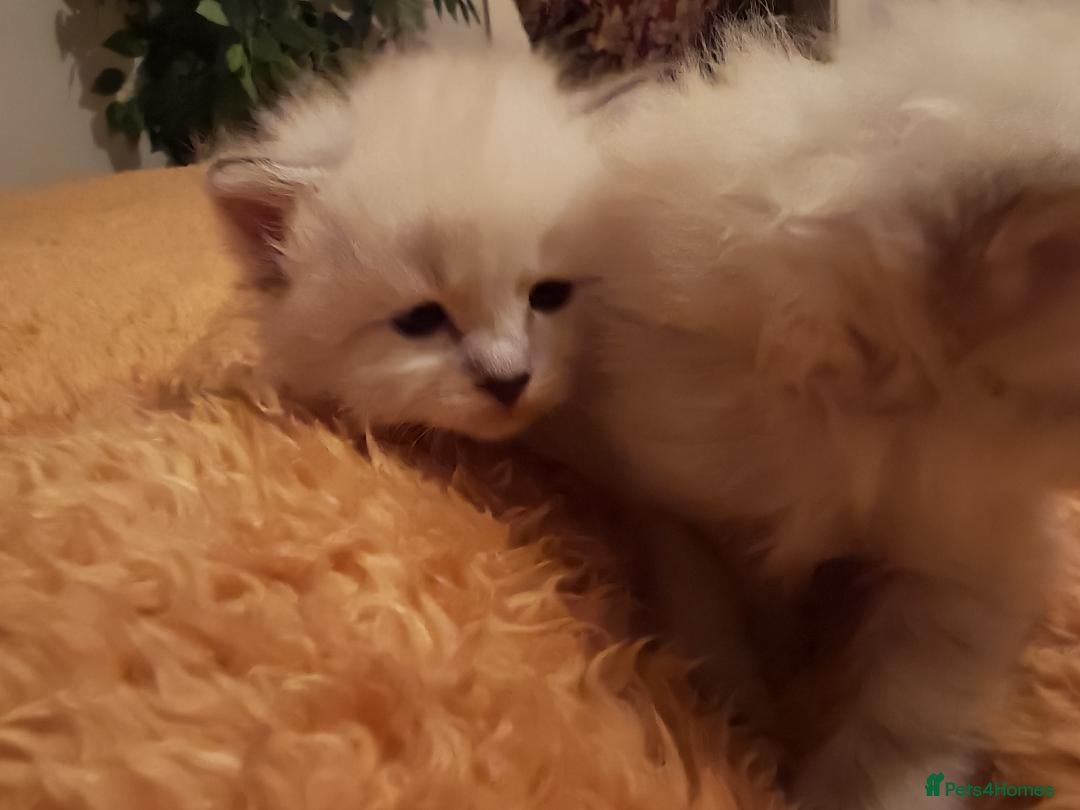 Siberian cats for sale: GCCF TICA 5 generations - Image 5