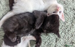 Mixed Breed cats for sale: Mixed coloured beautiful kittens 3 girls 3 boys  - Image 14