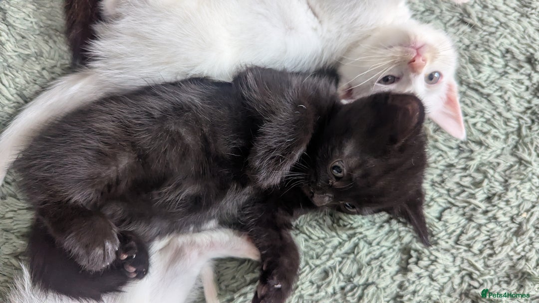 Mixed Breed cats for sale: Mixed coloured beautiful kittens 3 girls 3 boys  - Image 14
