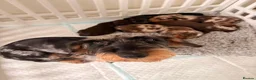 Dachshund dogs for sale: Wire-haired Dachshunds 🤎🐾 - Advert 23