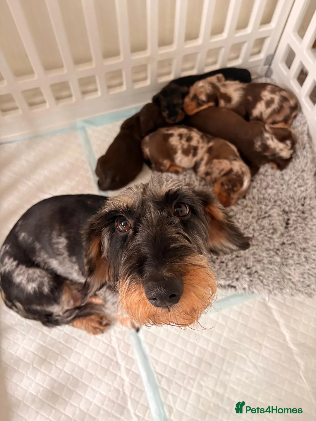 Dachshund dogs for sale: Wire-haired Dachshunds 🤎🐾 - Advert 23