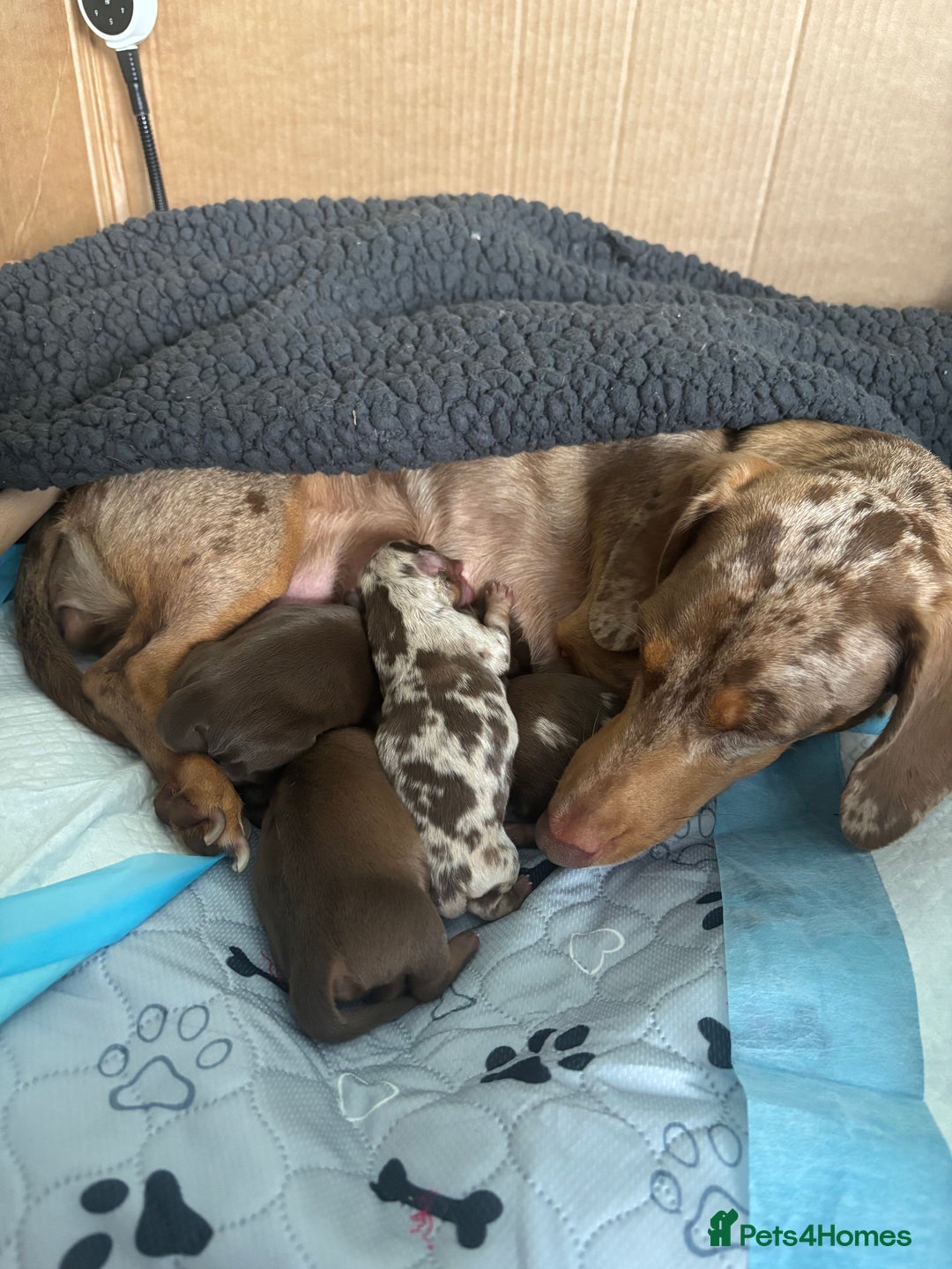 Miniature Dachshund dogs for sale: Miniature dachshund  - Image 13