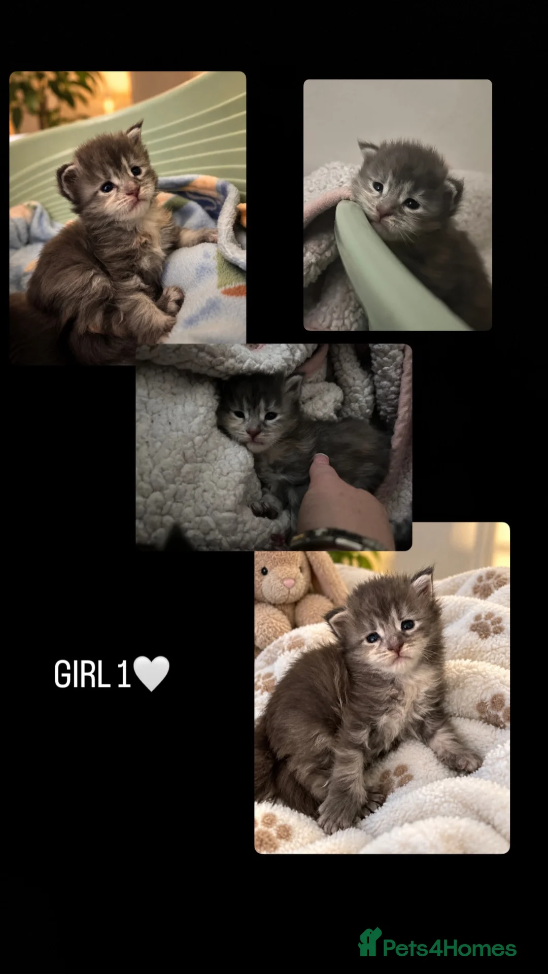 Maine Coon cats for sale: MAINECOON KITTENS🤍 - Advert 2