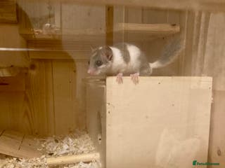 Mouse rodents African Pygmy dormice micro squirrel - Advert 4