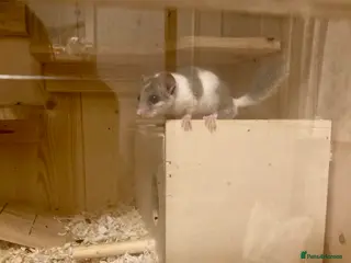 Mouse rodents African Pygmy dormice micro squirrel - Advert 8