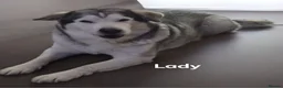 Alaskan Malamute dogs for sale: Pedigree Alaskan malamute puppies  in Sheffield - Advert 7