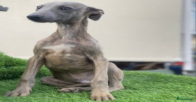 Whippet dogs - Advert 11