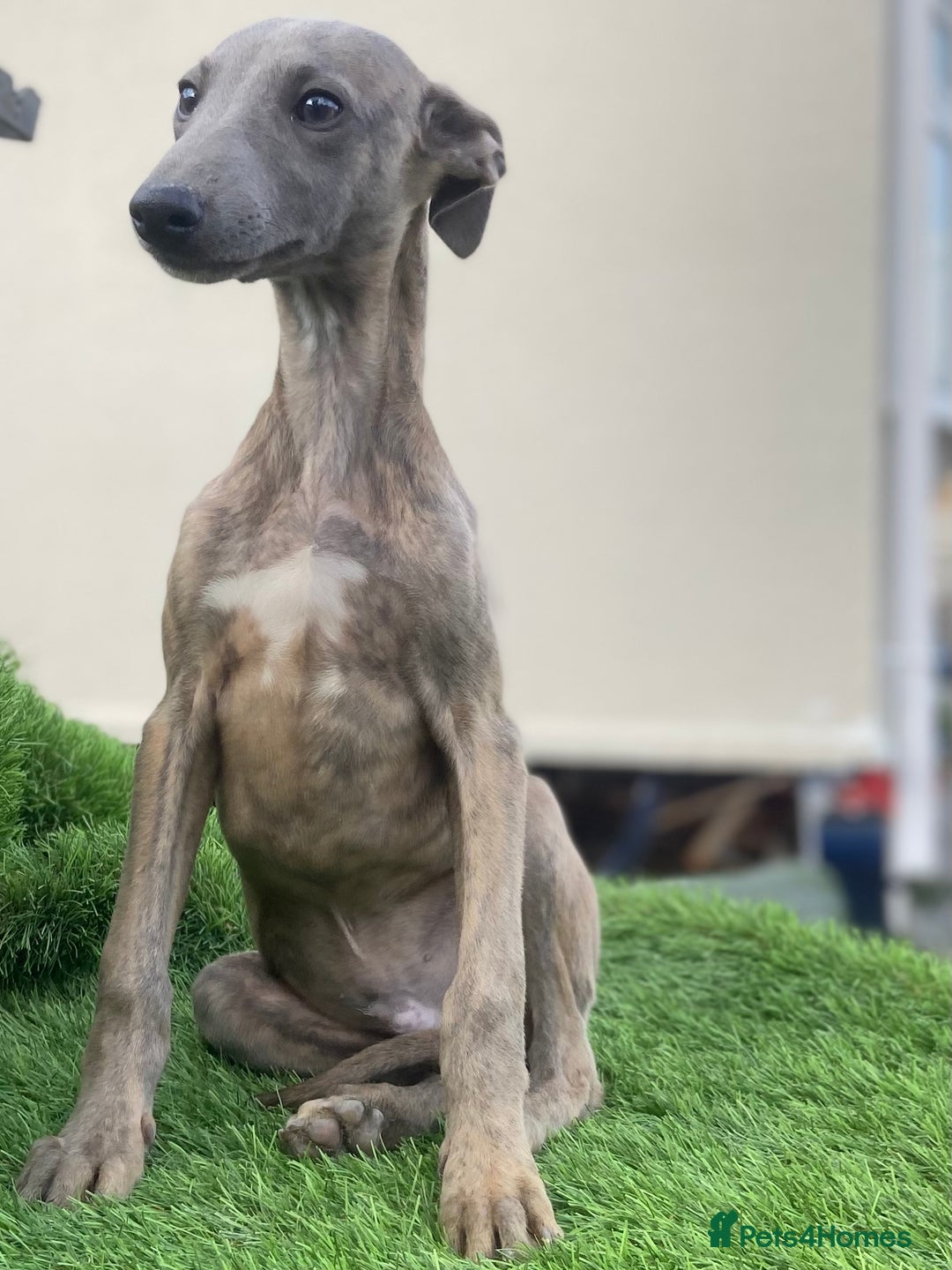 Whippet dogs for sale: Kc whippet pups  - Image 2