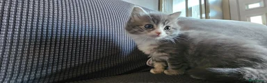 Kitten 4 grey very unique 