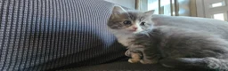 Mixed Breed cats for sale: Kittens available  in Bradford - Advert 15