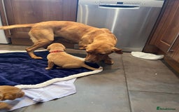 Labrador Retriever dogs for sale: Kennel Club Fox Red Labrador Puppies Health Tested - Advert 38