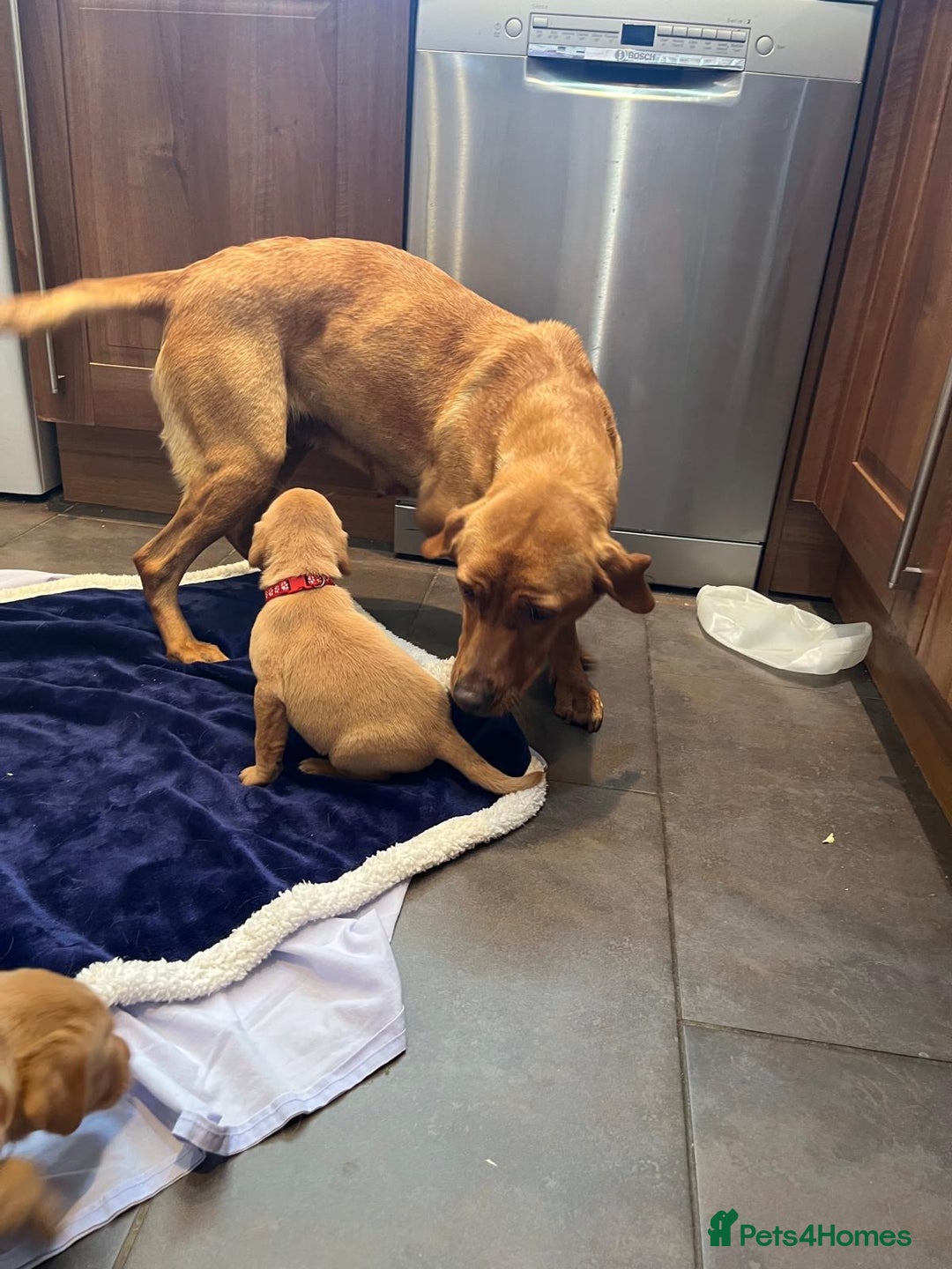 Labrador Retriever dogs for sale: Kennel Club Fox Red Labrador Puppies Health Tested - Advert 38