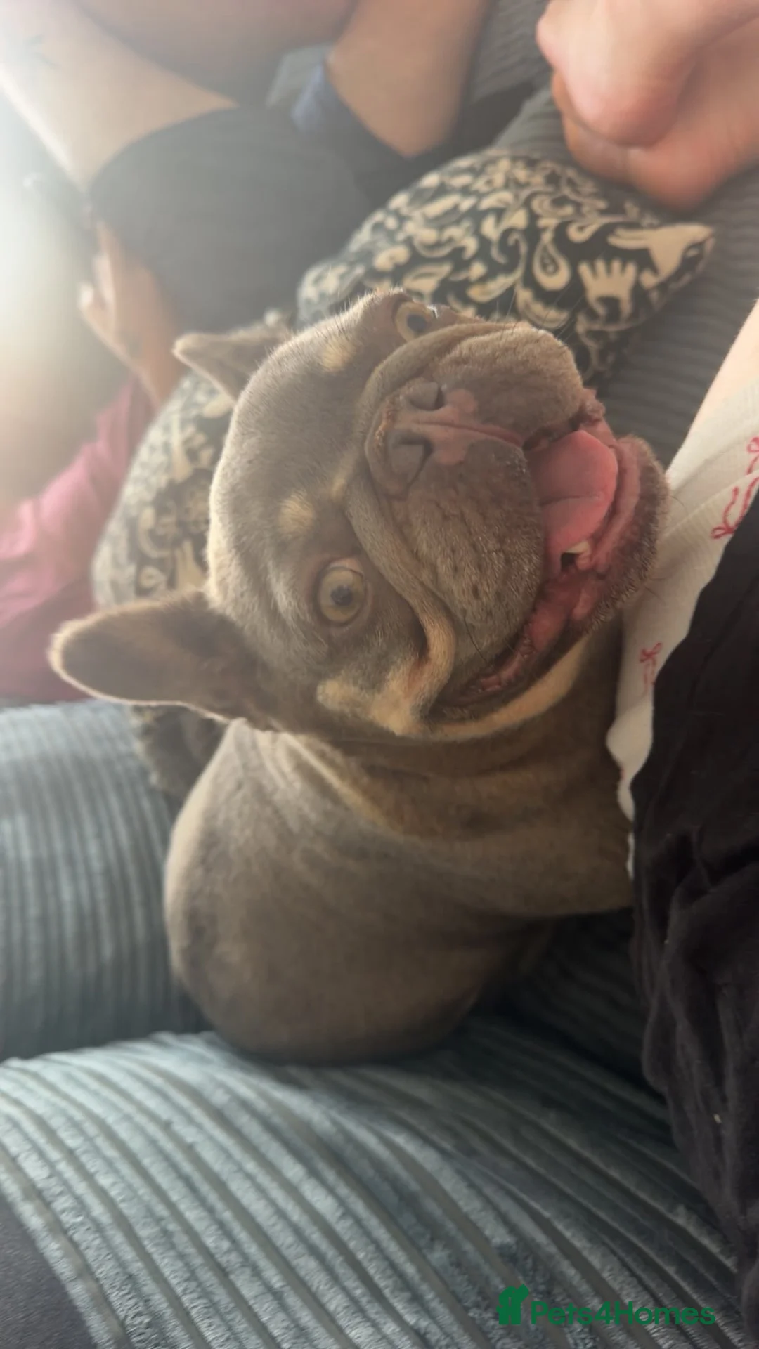 French Bulldog dogs for sale: French Bulldog - Advert 2