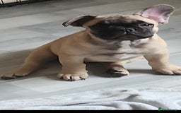 French Bulldog dogs for sale: 🐶3 french bulldogs left, price reduced £500🐶 - Image 5