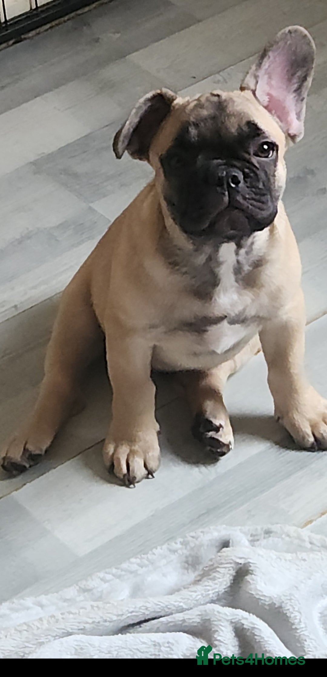 French Bulldog dogs for sale: 🐶3 french bulldogs left, price reduced £500🐶 - Image 5