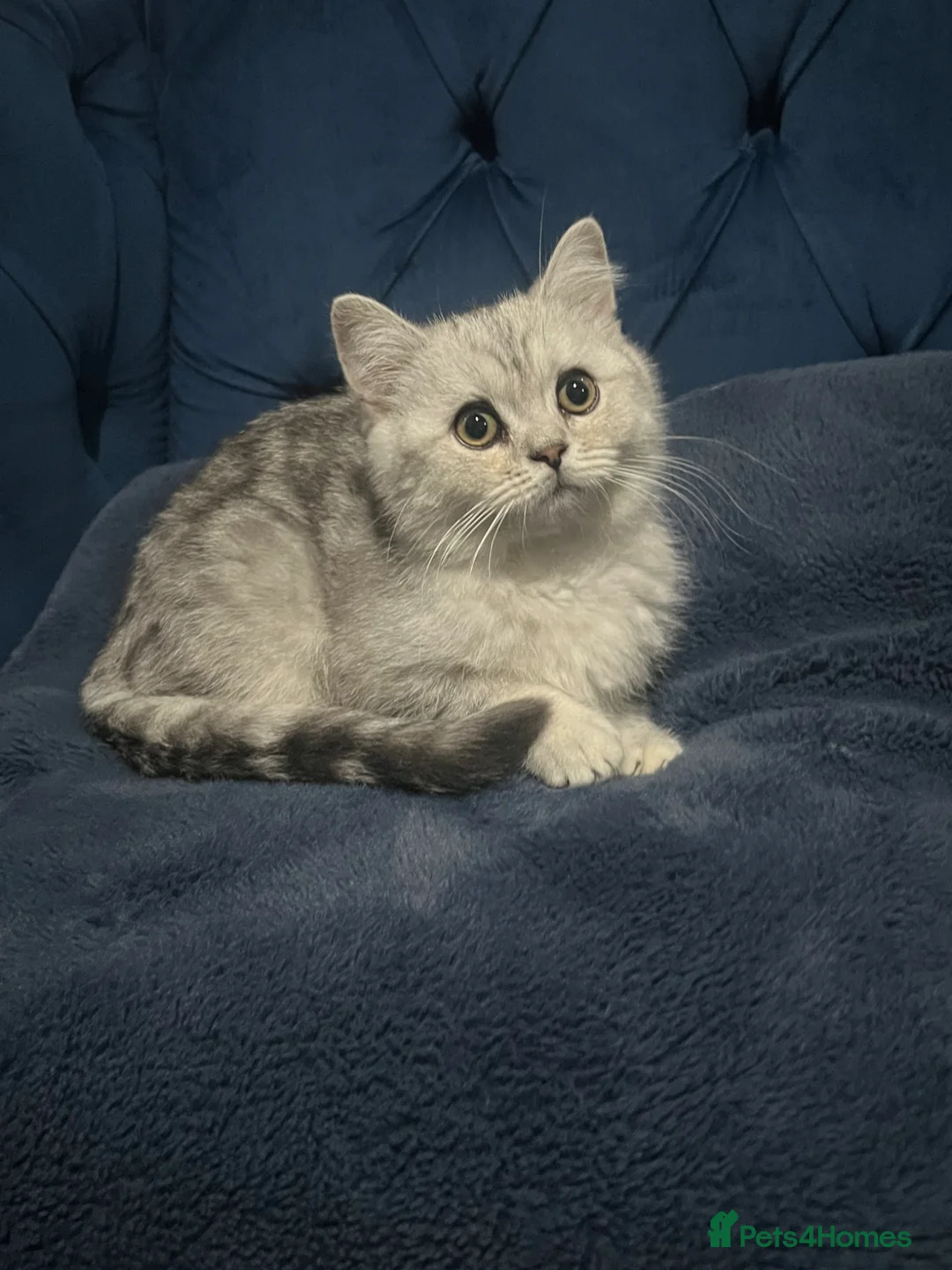 British Shorthair cats for sale: Last Male British shorthair - Advert 2