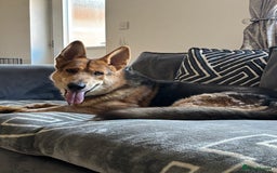 German Shepherd dogs for sale: Male German Shepherd 2 years old - Image 1