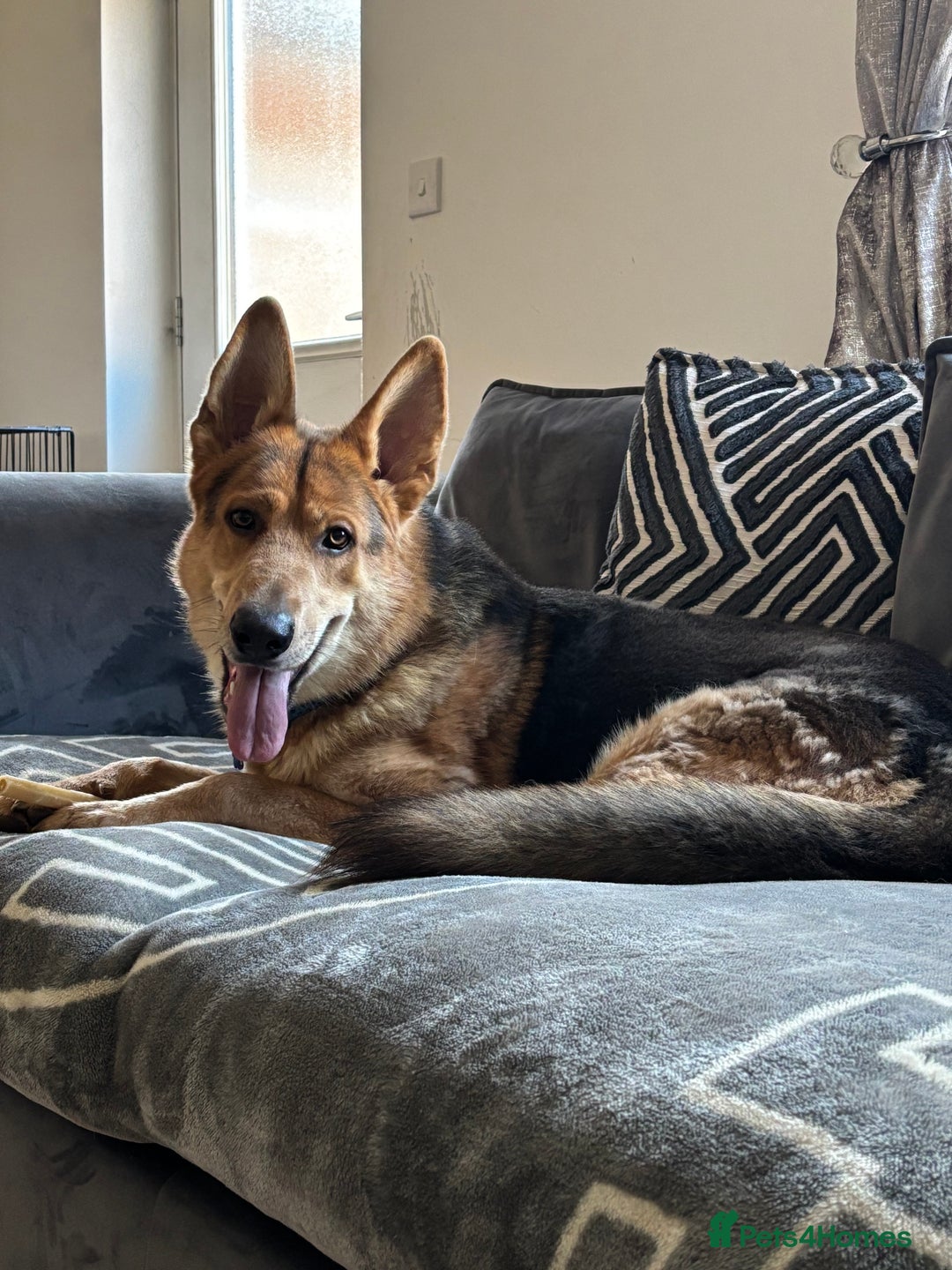 German Shepherd dogs for sale: Male German Shepherd 2 years old - Image 1