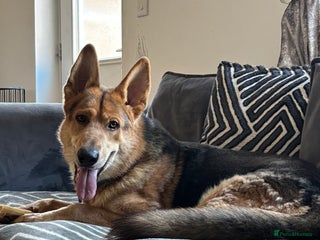German Shepherd dogs - Advert 36