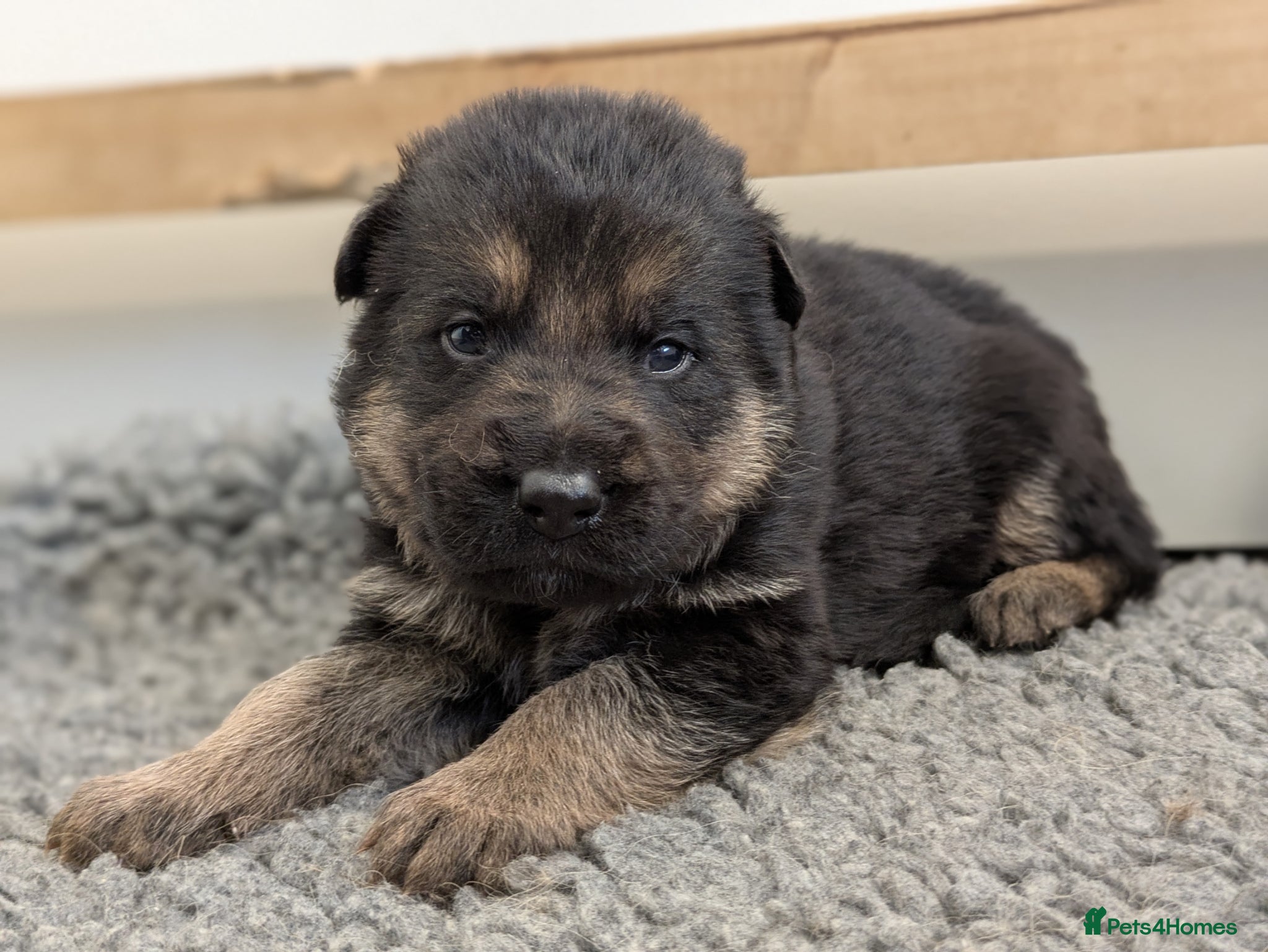 German Shepherd dogs RKC Reg Champion-Line Pups, Health tested Parents - Advert 1