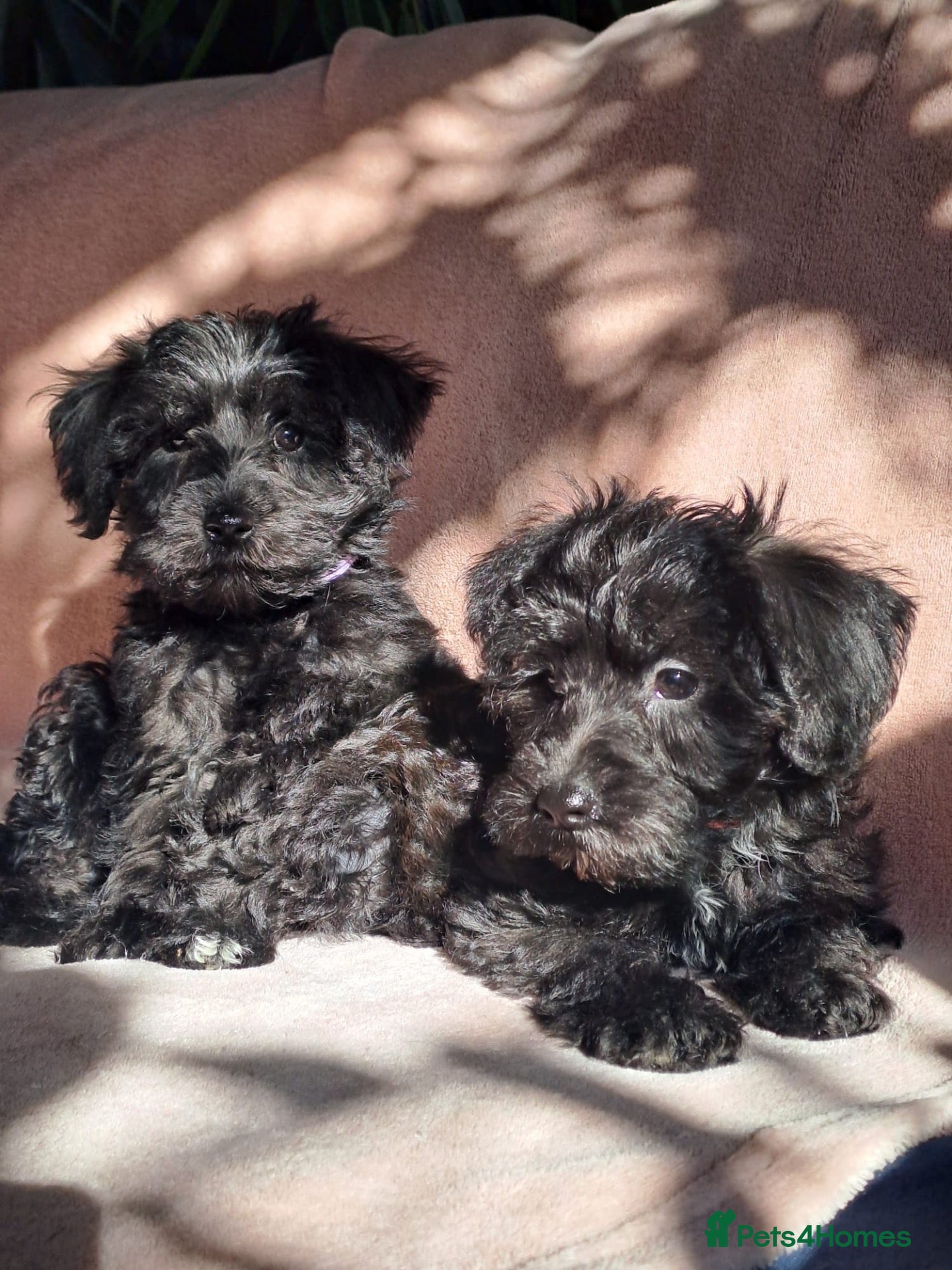 Schnoodle dogs Mini Schnauzer x Toy poodle READY TO GO - Advert 2