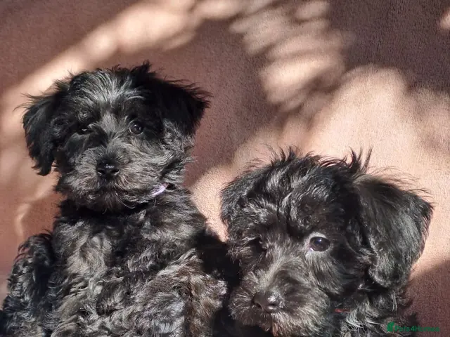 Schnoodle dogs Mini Schnauzer x Toy poodle READY TO GO - Advert 2