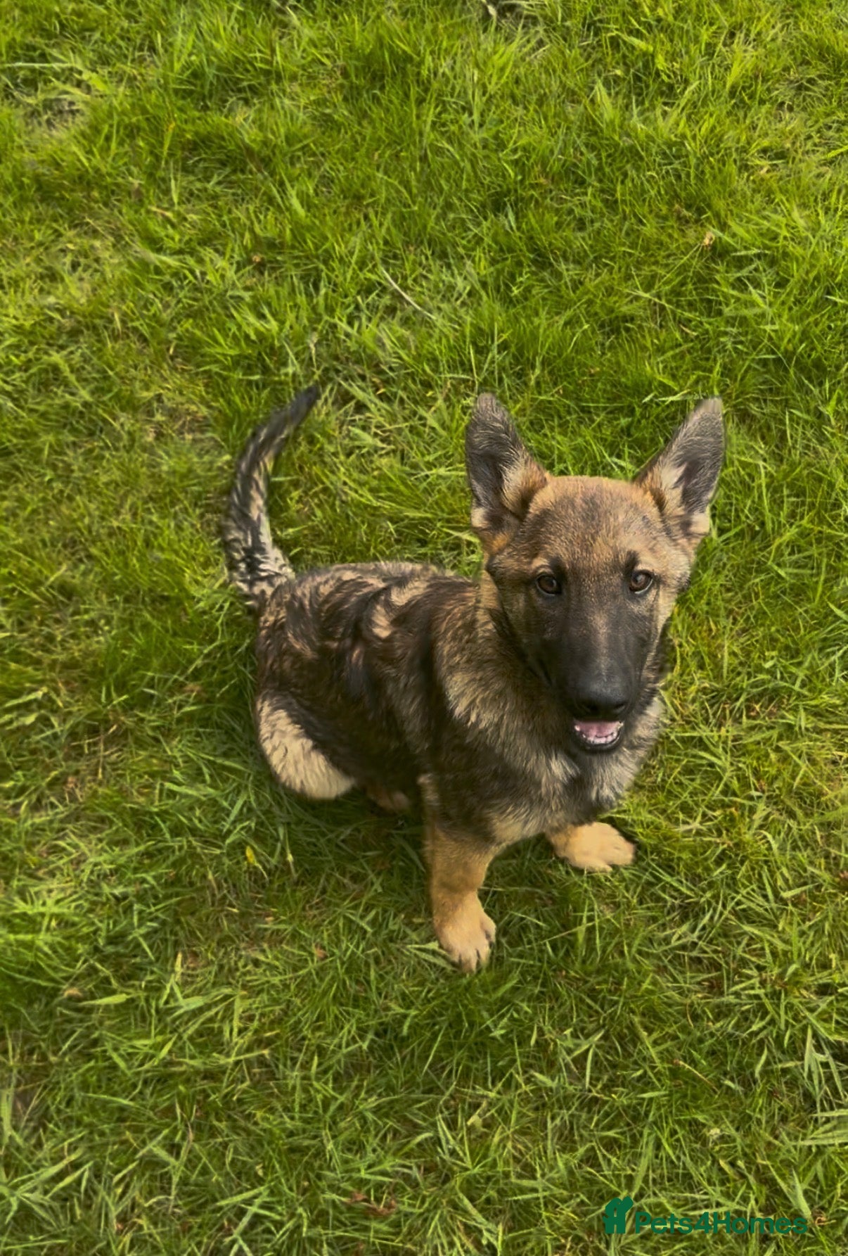 German Shepherd dogs Quality German Shepherd litter - Advert 1