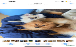 German Spitz dogs for sale: 4x Beautiful German Spitz Pomeranian Puppies  - Image 39