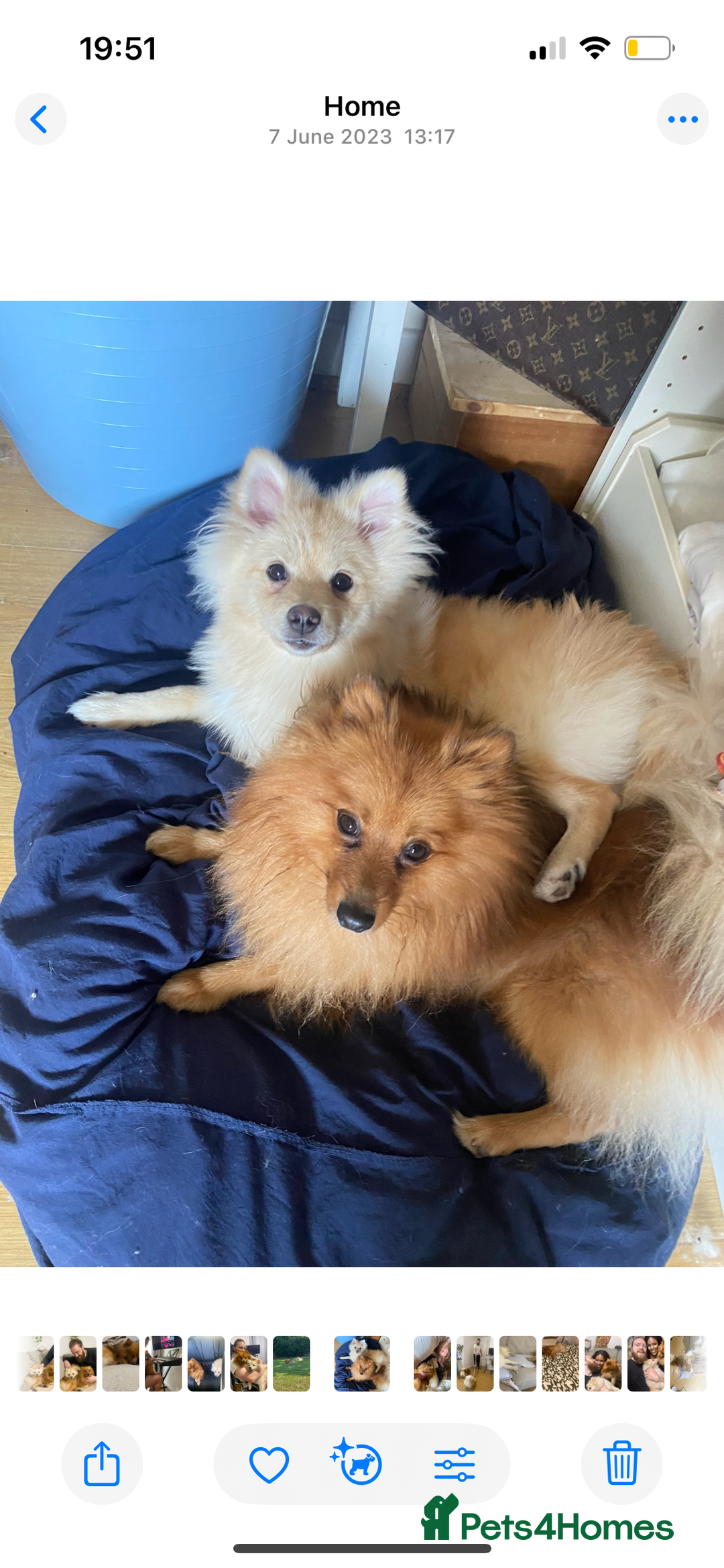 German Spitz dogs for sale: 4x Beautiful German Spitz Pomeranian Puppies  - Image 39