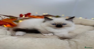 Ragdoll cats - Advert 10