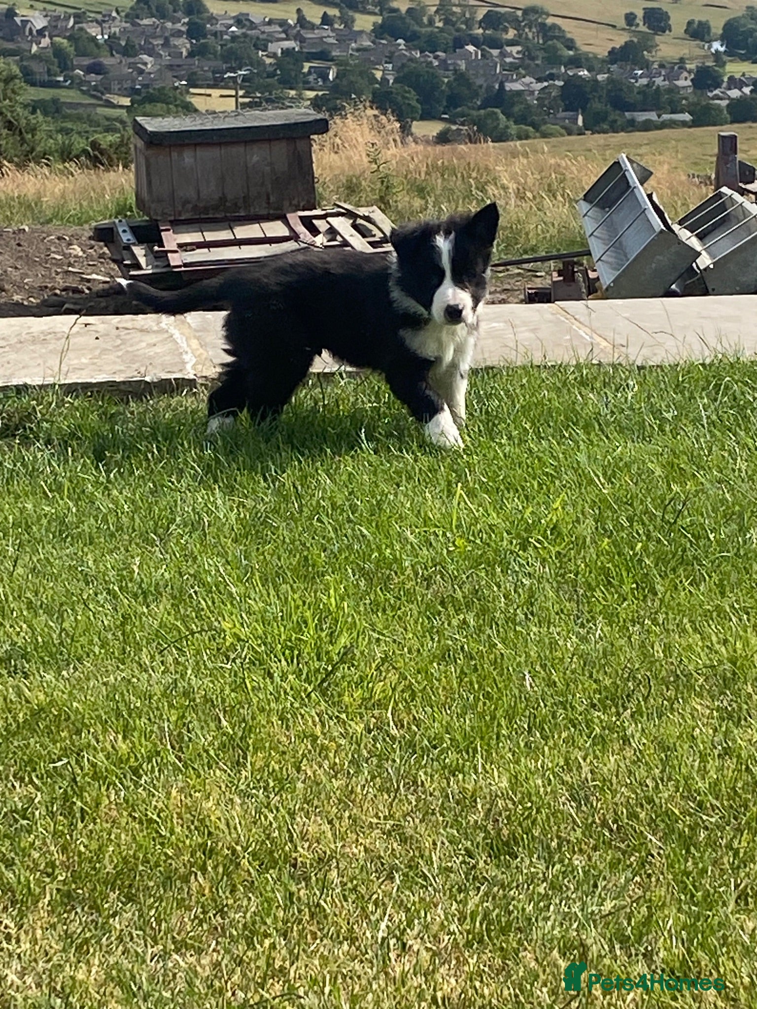 Border Collie dogs Beautiful boy border collie puppy - Advert 2