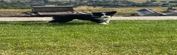 Border Collie dogs for sale: Beautiful boy border collie puppy - Advert 2
