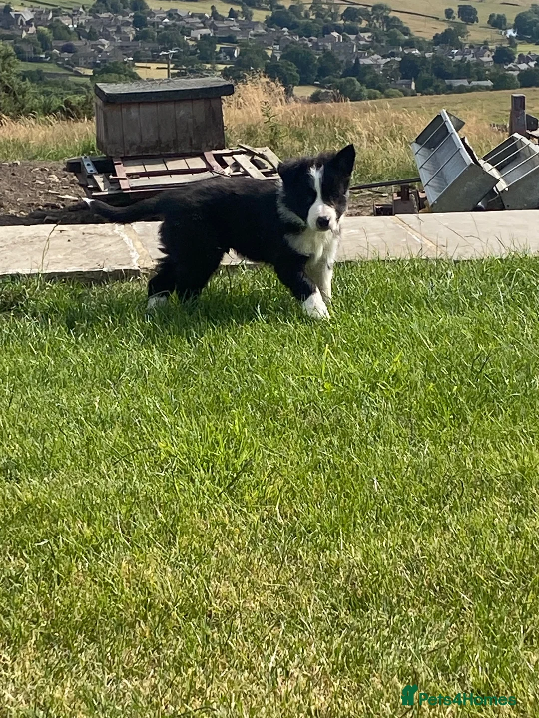 Border Collie dogs for sale: Beautiful boy border collie puppy - Advert 2