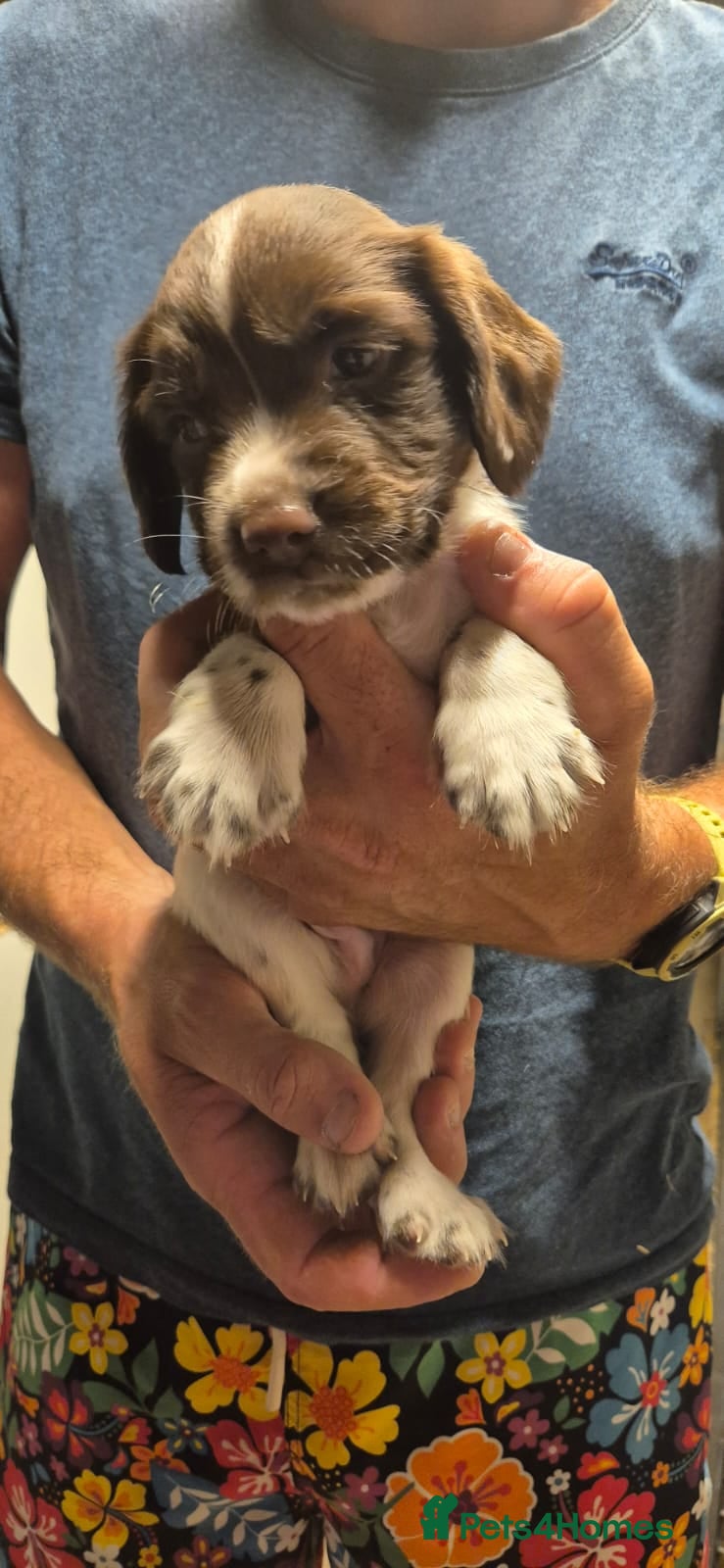 English Springer Spaniel dogs KC Registered English Springer Spaniels Puppies  - Advert 2