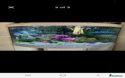 Other/Mixed Breed fish for sale: Beautiful tropical bow front corner fish tank - Image 4