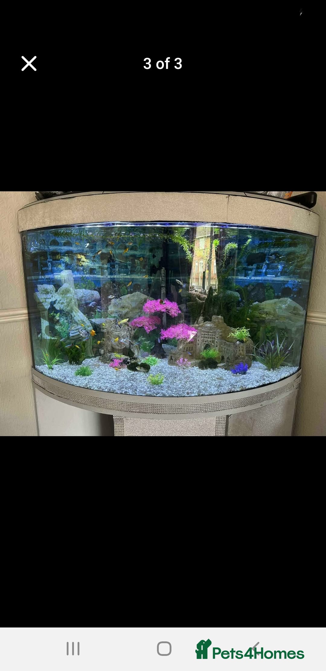 Other/Mixed Breed fish for sale: Beautiful tropical bow front corner fish tank - Image 4