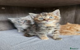 Mixed Breed cats for sale: 4 beautiful kittens  - Image 9
