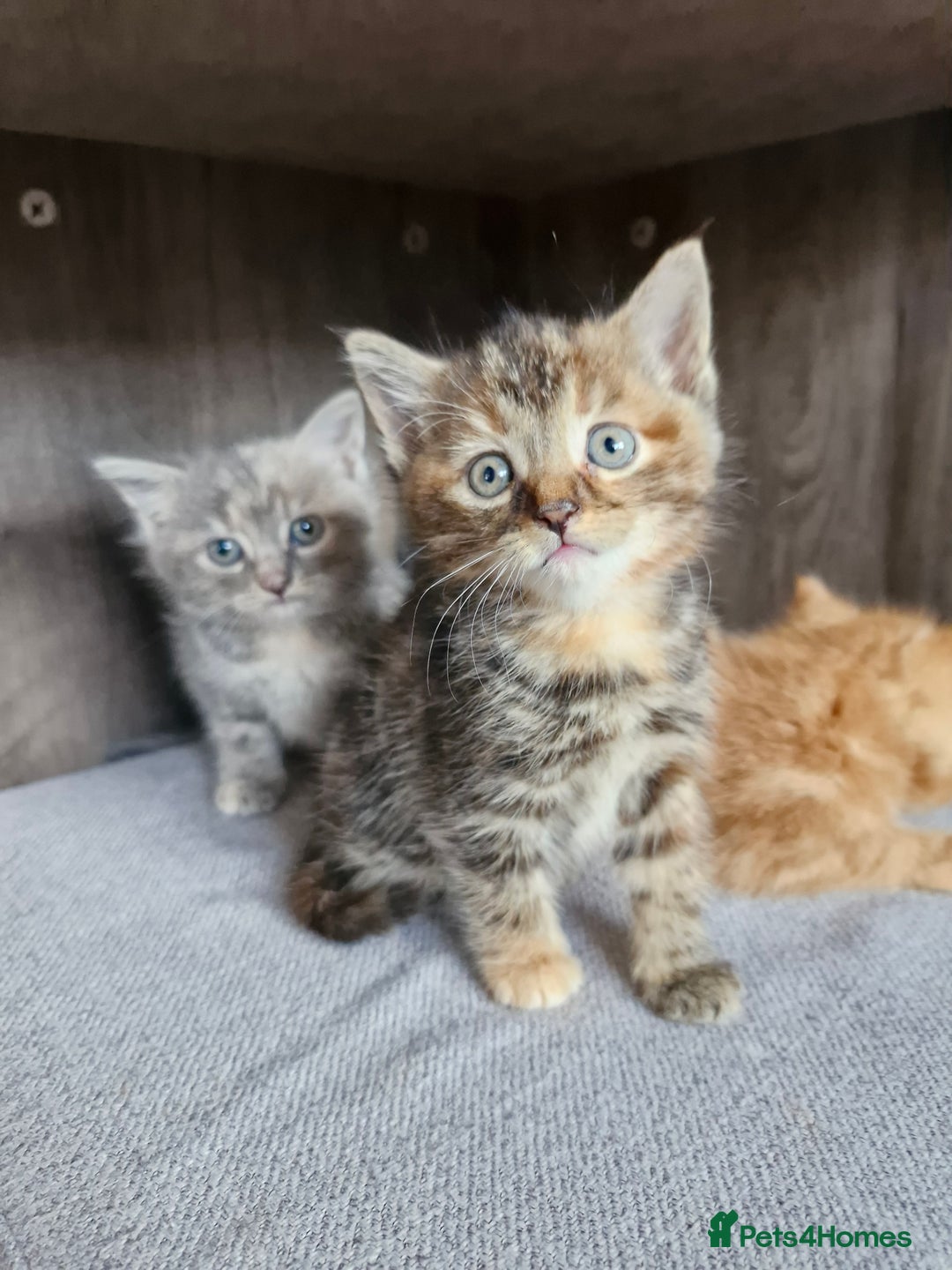 Mixed Breed cats for sale: 4 beautiful kittens  - Image 9