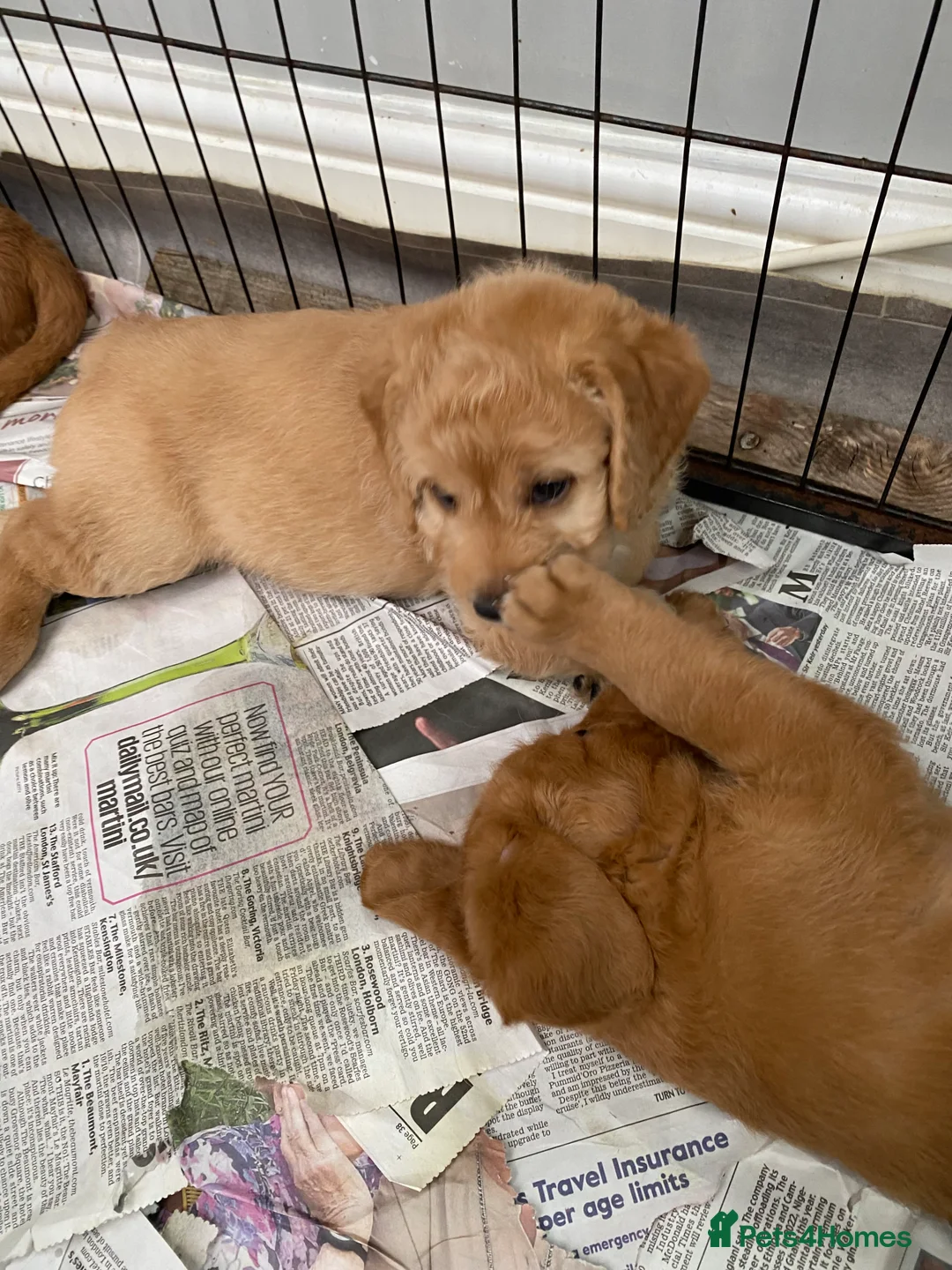 Labradoodle dogs for sale: F1 Red Miniature Labradoodles  - Advert 9