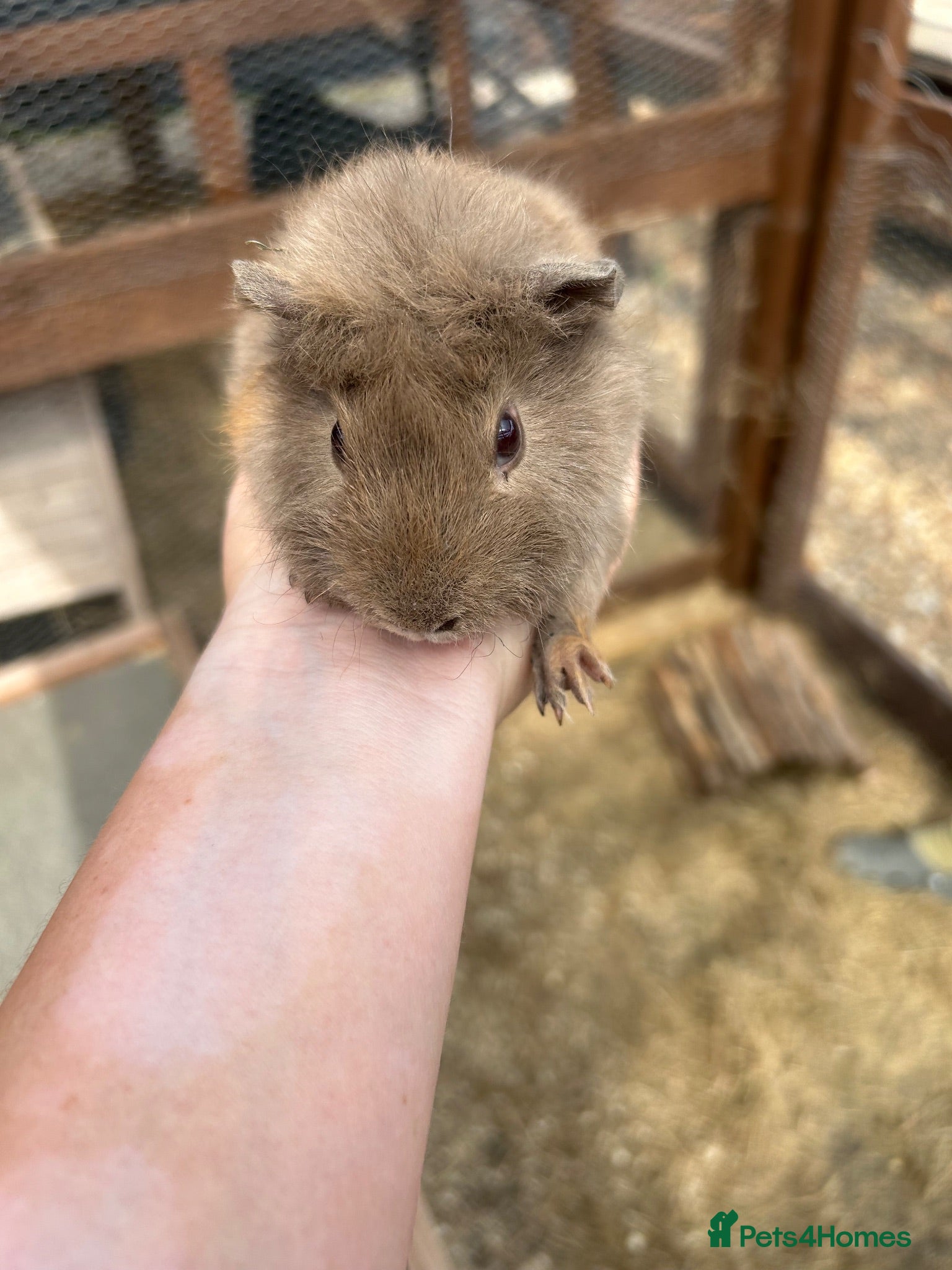Guinea Pig rodents 4 x 10 week old male guinea pigs  - Advert 15